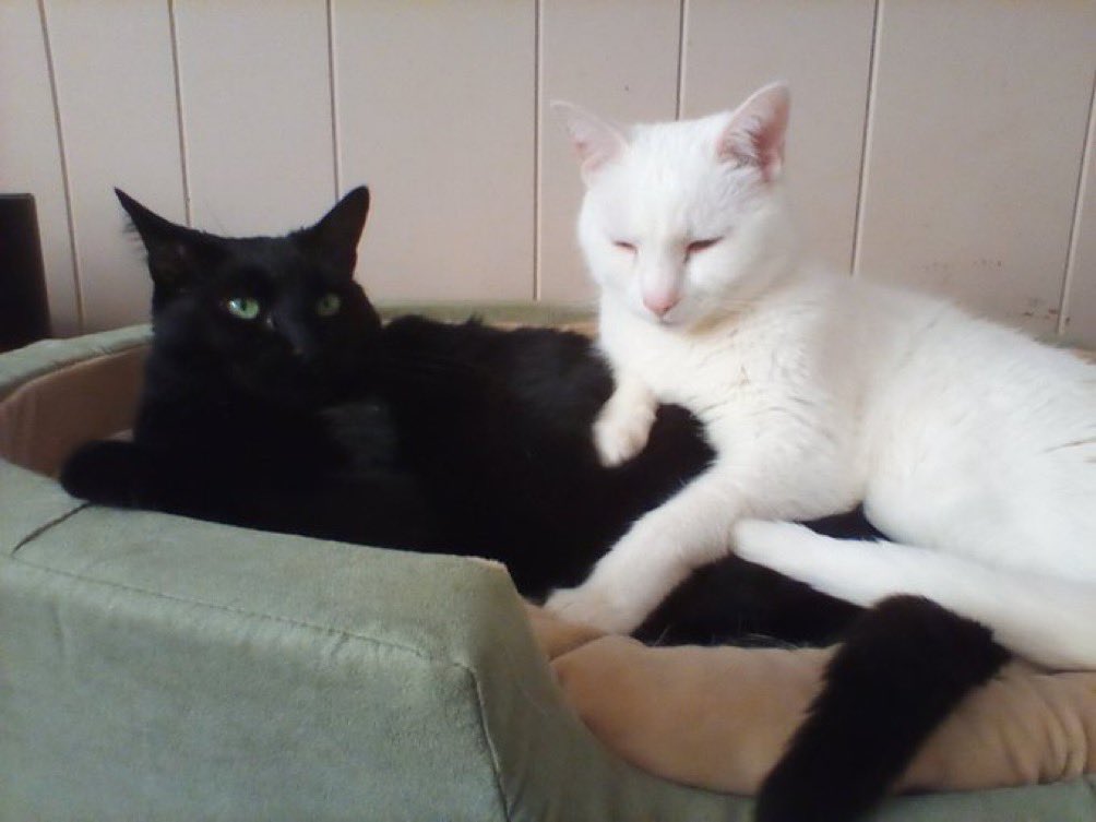 NatsRallyCat's tweet image. DC area tweeps, Pinky (white) and Miss B (panfur) are now ready to adopt a new family &amp;amp; need your halp to find it! These girls are a bonded pair, about 9 years old, 8-11 lbs, shy at first then sweet as sugar. Mum will deliver within 5 hours of DC. ❤️🐾❤️