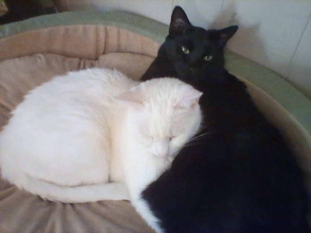 NatsRallyCat's tweet image. DC area tweeps, Pinky (white) and Miss B (panfur) are now ready to adopt a new family &amp;amp; need your halp to find it! These girls are a bonded pair, about 9 years old, 8-11 lbs, shy at first then sweet as sugar. Mum will deliver within 5 hours of DC. ❤️🐾❤️