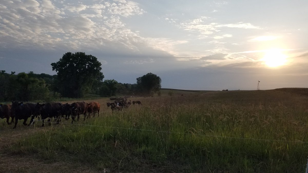 kruser02's tweet image. Cattle drive, err cattle trailer?