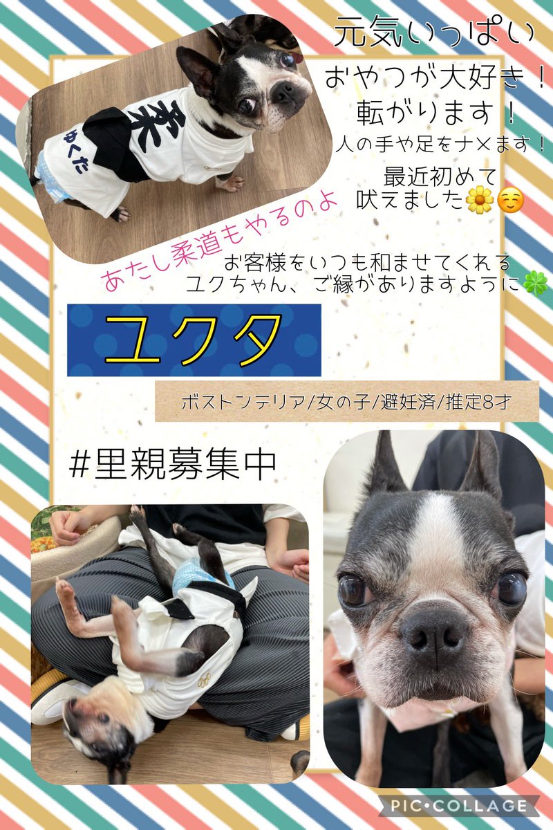 保護犬カフェ 保護猫カフェ 寺田町店 Hogooooo69 توییتر 保護犬カフェ 保護猫カフェ 寺田町店 Hogooooo69 توییتر