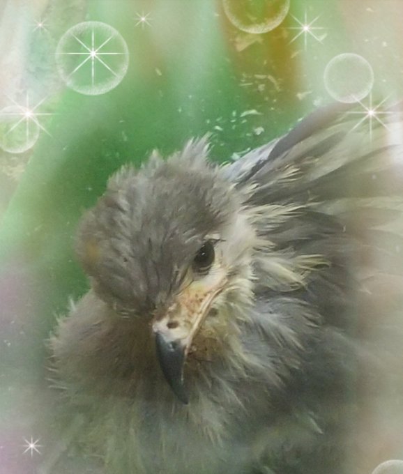 ヘビクイワシちゃづけ誕生100日祭のtwitterイラスト検索結果 古い順