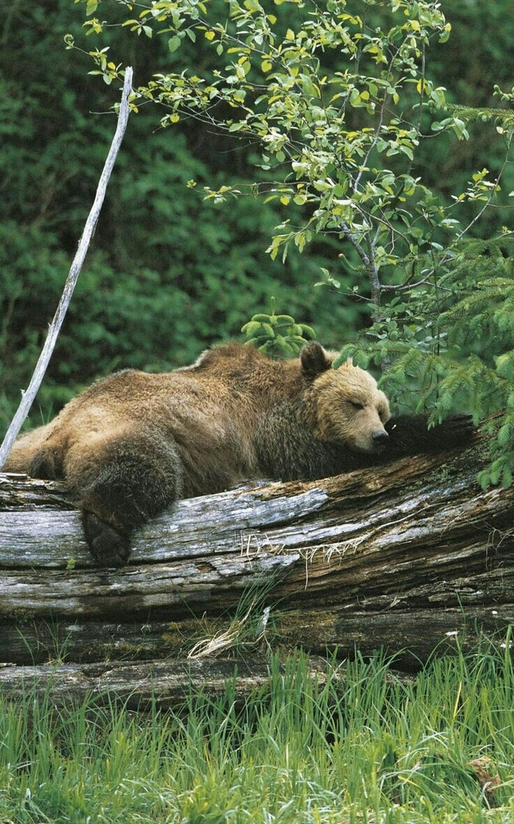 Медведь в лесу