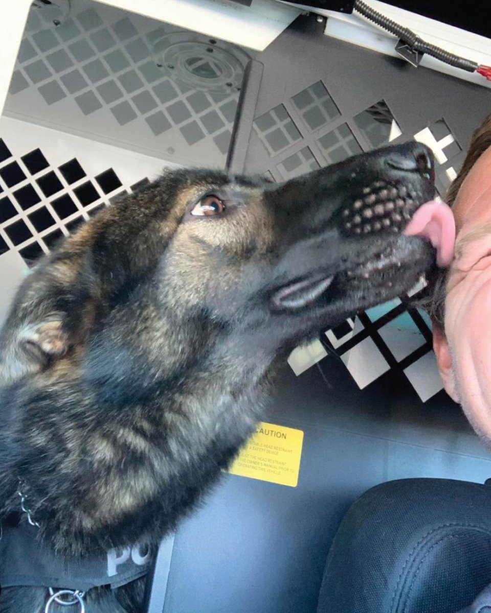 We have some BIG firsts this week! K9 Defender is officially 10-8 AND Wednesday is the first day of school! Let’s make these “firsts” safe ones! 💗

Arrive early, drive slowly, observe your surroundings near campuses, be patient, &amp; be kind. The first day is going to be great!