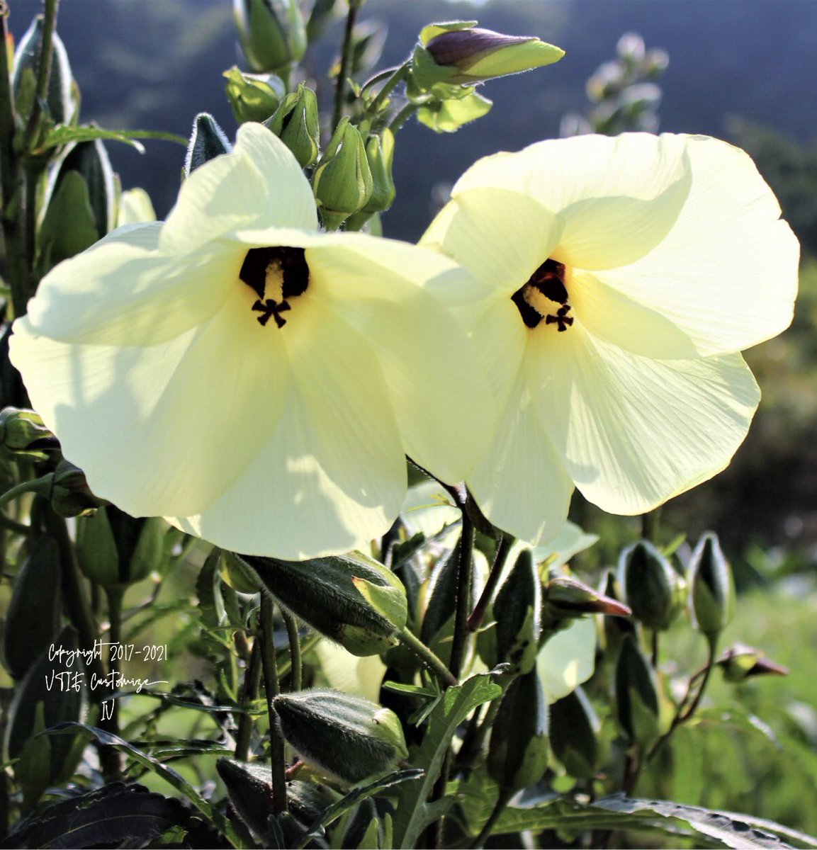 Vtifカスタマイズ Voltric I Force Twitter