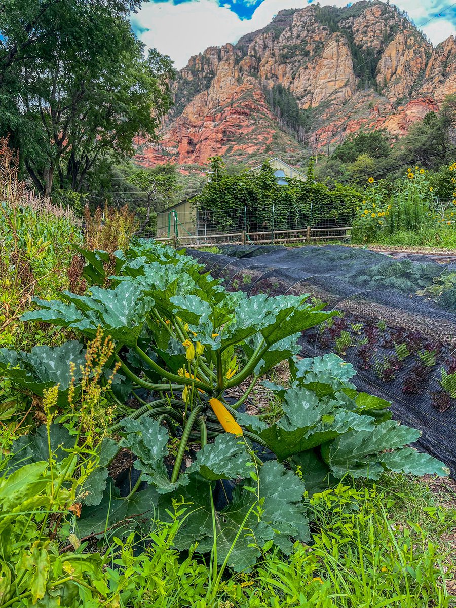 Our gardens are thriving! We can’t wait to transform today’s harvest into a gourmet meal for our guests this evening. A bounty awaits…