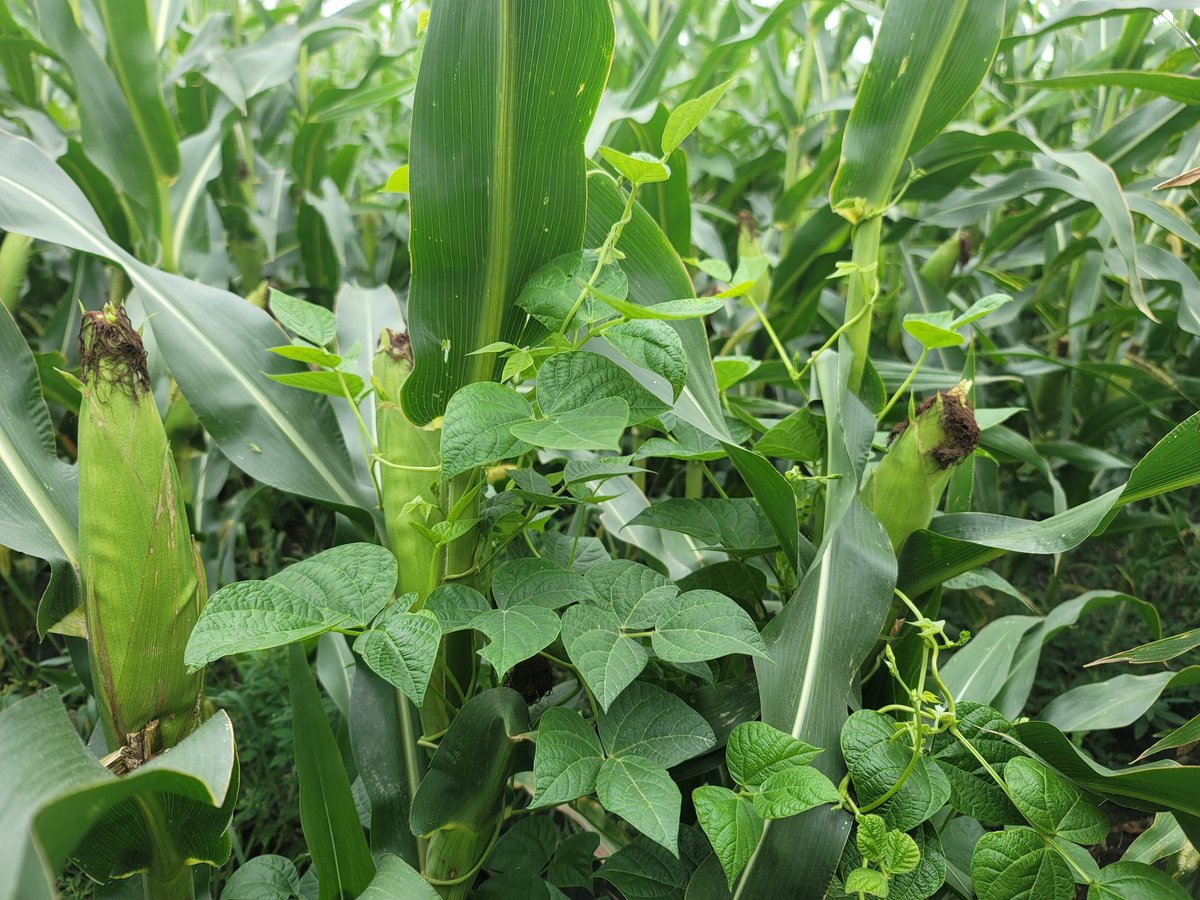 HenryNyhof's tweet photo. Companion cropping is fun, no bean pods yet with this drought but maybe some will come. @KWS_Group #polebeans #masterschoice #seedcorn https://t.co/8NJBDJwQWl