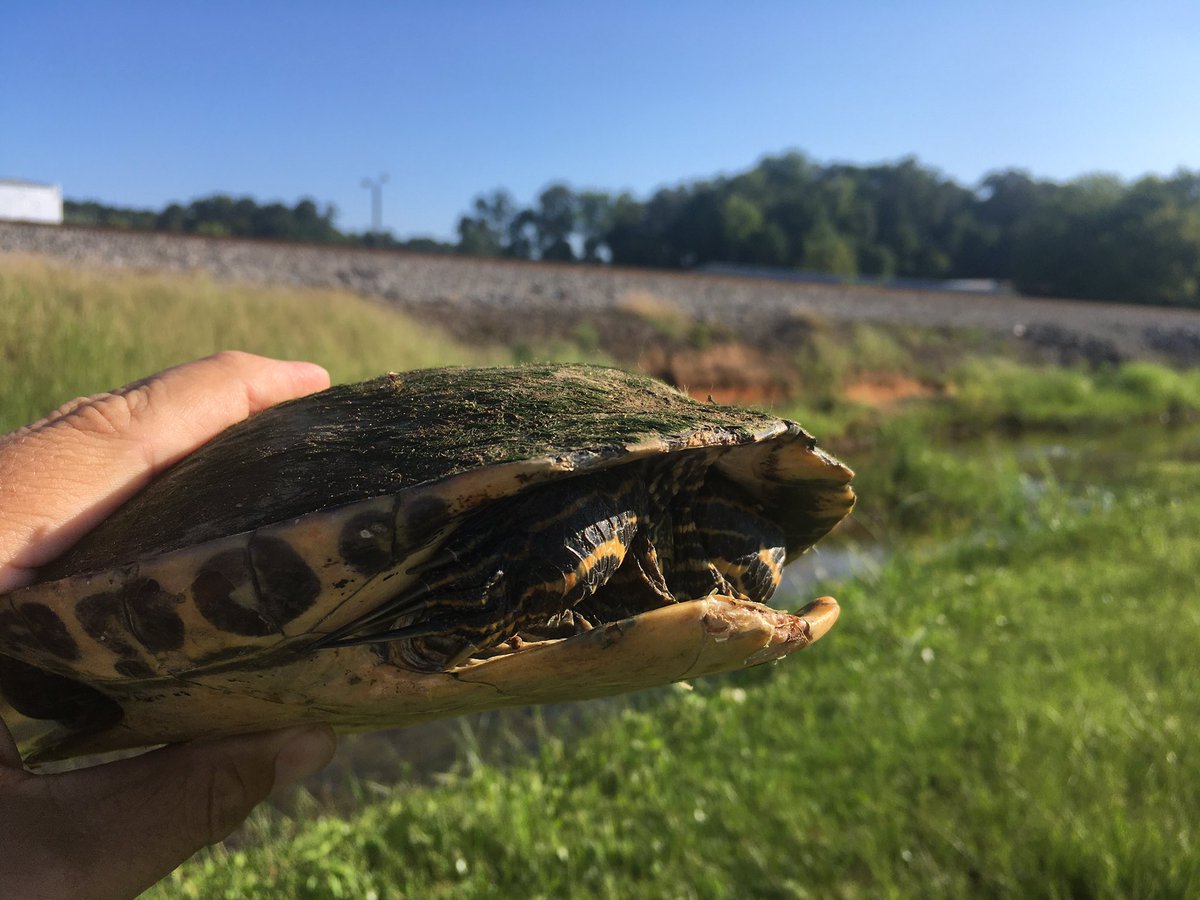 Urban Turtle Project tweet media