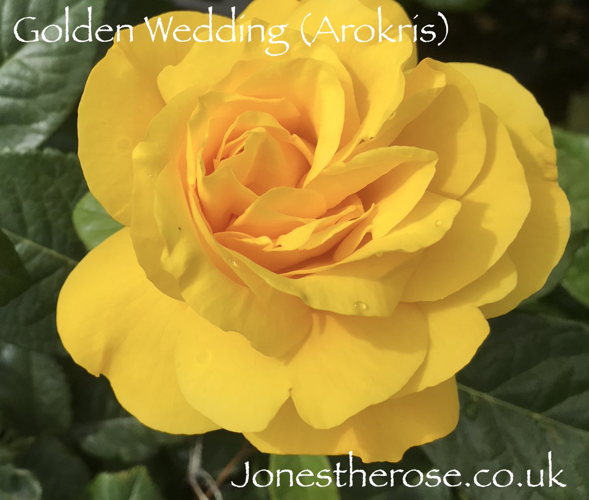 JonesTheRose's tweet photo. #FridayRose Happy Golden Wedding The yellow  is so rich and deep, no wonder fryers gee it another name of #GoldenSmiles.   At 2-3 ft, it makes a great rose for a container. https://t.co/FUSaZgvkpW #yellowrose #sunnyrose #goldenrose #loveroses #roses #jonestherose  #britishroses https://t.co/jxHZbqoLvr