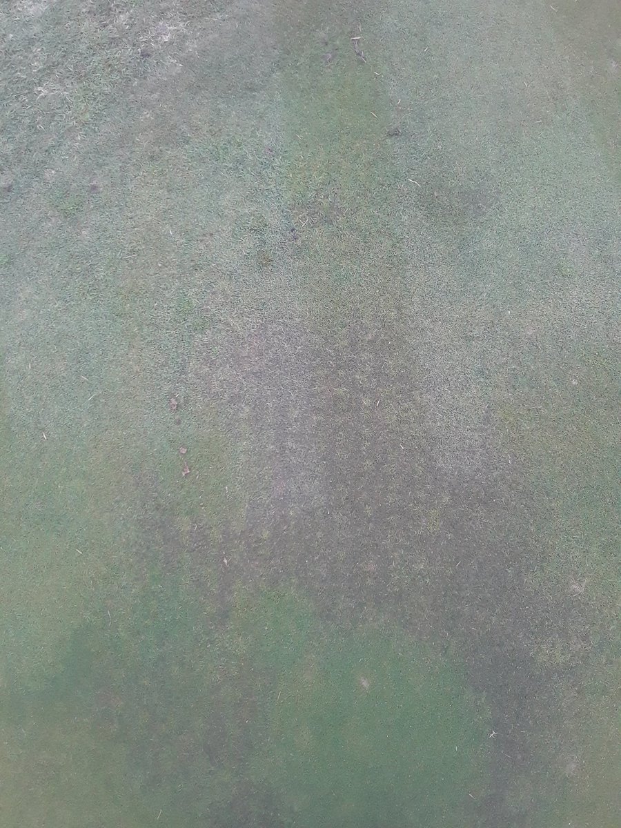 Time to overseed my Pencross/poa greens with <a href="/T2GBentgrass/">Tee-2-Green</a> #PureDistinction bent.  Program is working.  Third pic shows seedlings in old variegated patch from last year seeding.  3/8'' tines about 3/8'' deeps 2" centers topdress, brush and roll.