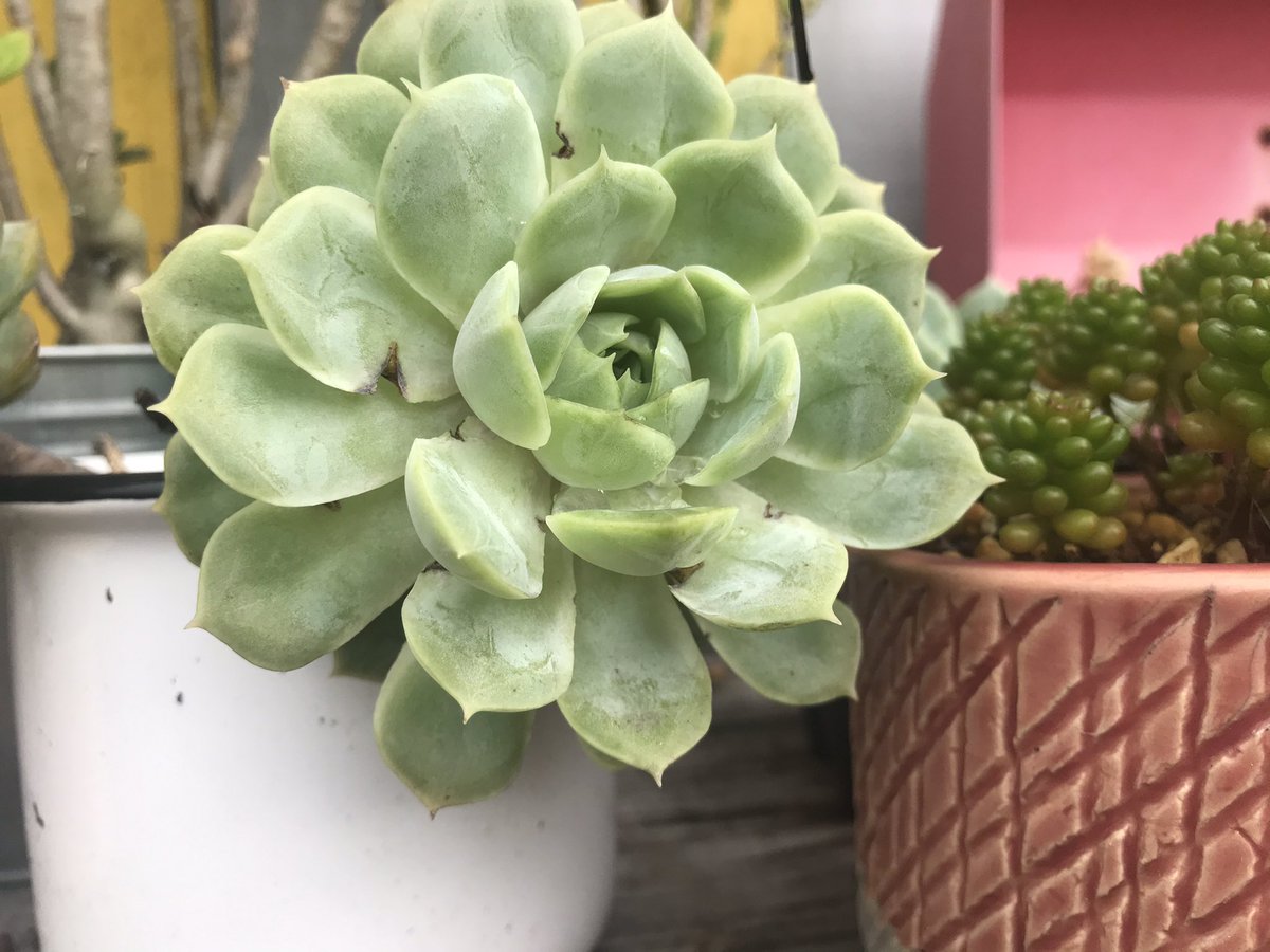 やまなつ 雨ざらし ダイソー遮光のみ の地植え姫秀麗 やっぱり地植えなだけあって生き生きと育ちましたが めーさんみたいにキュッと締まりませんわぁ 秋冬に期待しつつもめーさんとはスタートが違うぅ