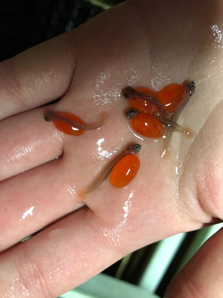 SoundSalmon's tweet photo. SSS is Hiring for a Hatchery Project Coordinator! Join our team! For more information and to apply: https://t.co/zgjE1wl7IK Please note: we do not accept applications submitted via websites or social media. No phone calls please! https://t.co/DXOiB6Wzyi