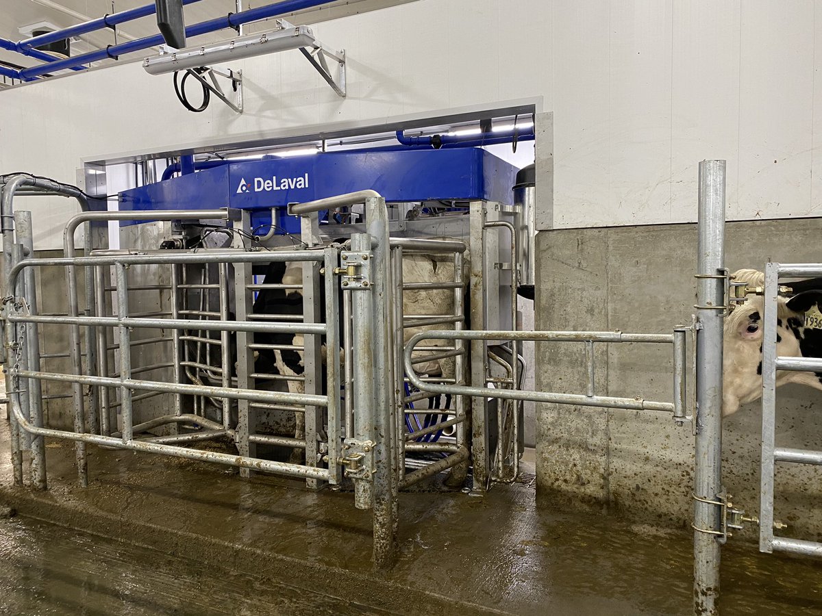 Cows milking on their brand new v300 at Kenbert.  <a href="/DeLavalCanada/">DeLaval Canada</a>