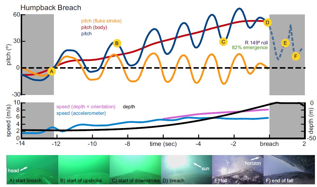 GrumpyHumpback's tweet image. More energy is spent in a single humpback whale breach that by a human running an entire marathon

elifesciences.org/articles/51760