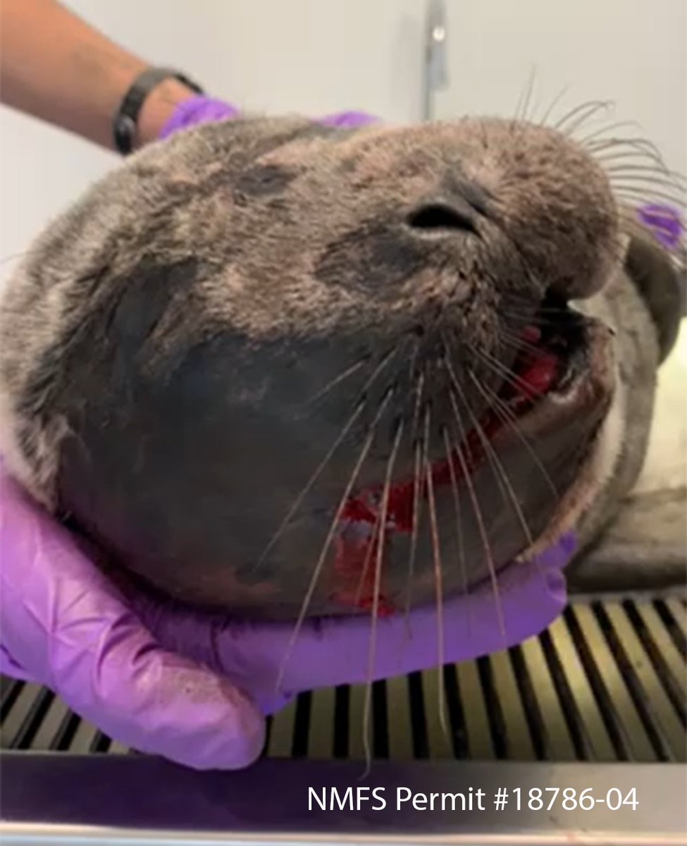 NOAAFish_WCRO's tweet photo. Caution: Graphic Images of Seal Pup After Dog Attack
We are disheartened to share the news of a young harbor seal pup attacked by a dog near Dosewallips, Washington. The seal pup had multiple fractures and lost a large amount of blood...
#SharetheShore #DogsOnLeash #PupWatch https://t.co/RSUmCgBEGk