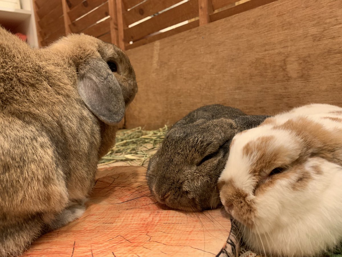 うさぎカフェ もふれる Moff Rell Twitter