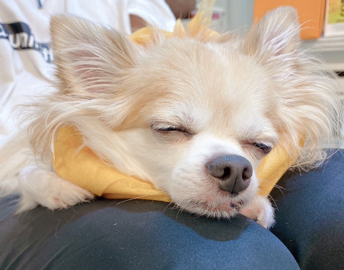 たなかさんち お膝の上で寝ちゃったこーじ 犬 いぬ 犬と猫どっちも飼ってると毎日たのしい 犬のいる幸せ 犬のいる暮らし 犬のいる生活 犬好き 犬好きさんと繋がりたい チワワ チワワのいる暮らし