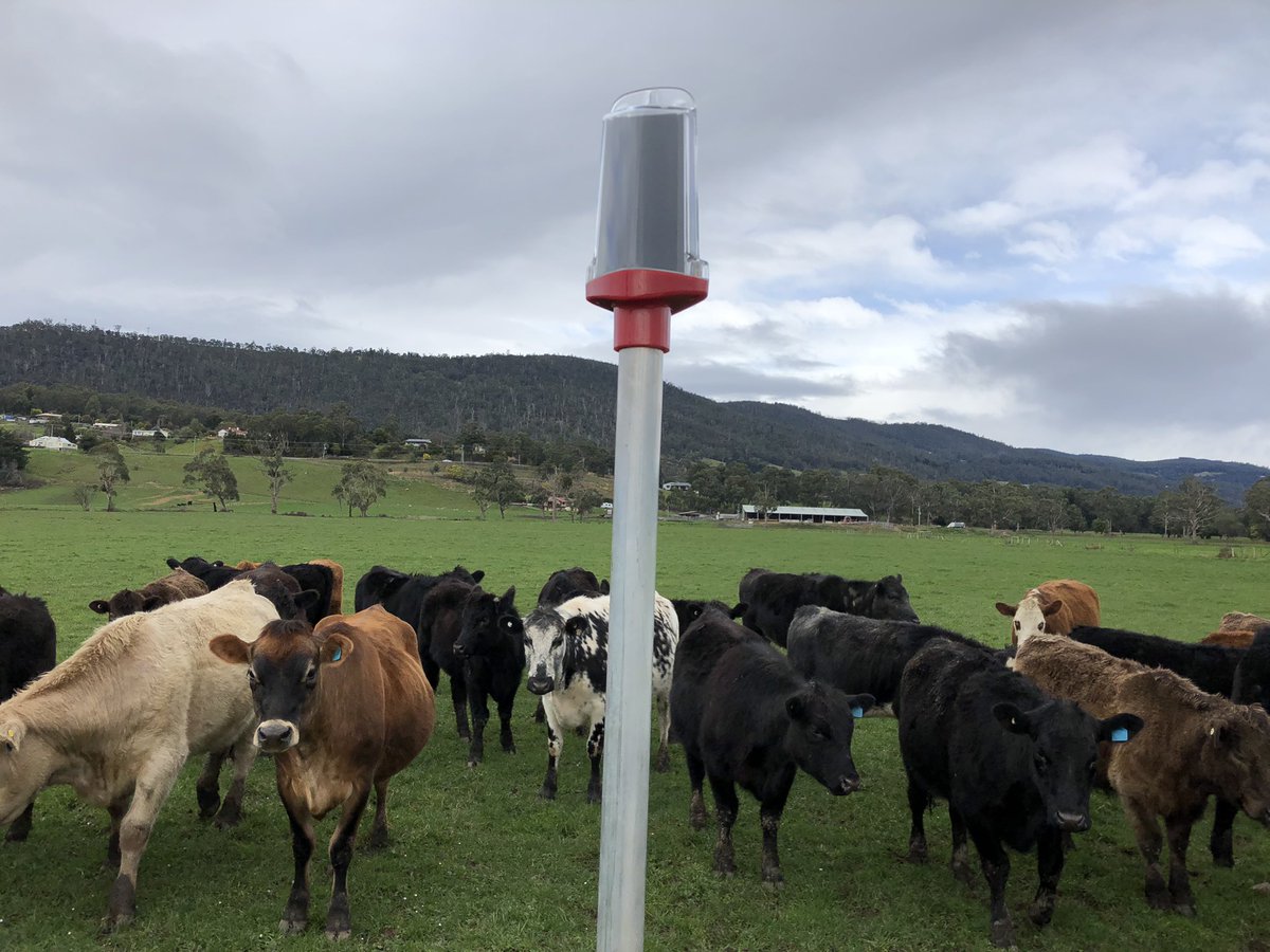 Josh Dennis tweet media