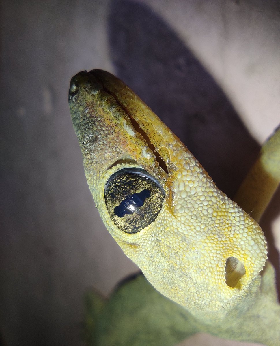 AbhinavSingh185's tweet photo. northern house gecko📸📸📸
#Wildanimal
#natuer
#NaturePhotography
#microshot https://t.co/vQVnP2B93d