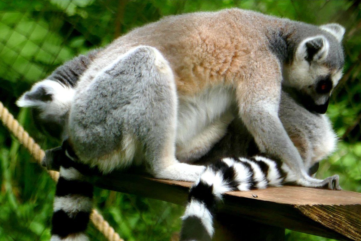 <a href="/PaigntonZoo/">Paignton Zoo</a> From our visit on Sunday 
<a href="/AstralityI/">Astrality Images</a> #animalphotos