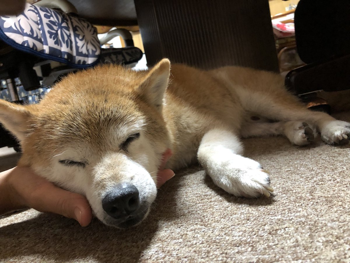 にゃんこsobajpn على تويتر うちの子が 昔捨て犬だったとは信じ難いぐらい 癒し犬で可愛い 柴犬なのに 吠えることもできない スーパーゆったりな穏やか犬 13歳 寝るの大好き 癒し 柴犬 柴犬のいるくらし 老犬 愛犬 抱き枕