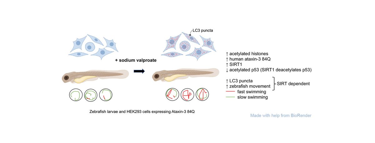Angela Laird (@angelaslaird) on Twitter photo We are excited to share our paper in <a href="/molecularbrain/">Molecular Brain</a> where we found that treatment with sodium valproate increases activity of the sirtuin pathway in our #MJD #SCA3 #zebrafish, increasing their distances swum and inducing #Autophagy rdcu.be/cvXAq We are excited to share our paper in <a href="/molecularbrain/">Molecular Brain</a> where we found that treatment with sodium valproate increases activity of the sirtuin pathway in our #MJD #SCA3 #zebrafish, increasing their distances swum and inducing #Autophagy rdcu.be/cvXAq
