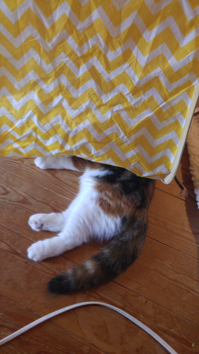 可愛い仔猫 可愛い仔猫