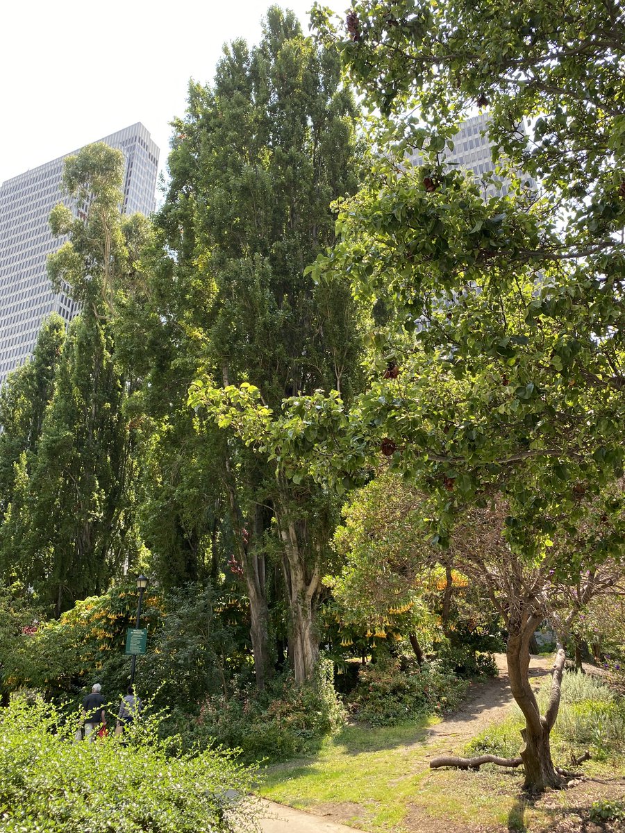 JenniferNorris2's tweet photo. Yesterday we discovered the magical urban oasis of Sue Bierman Park. Will definitely return with a book and an ice tea. Trumpet Trees were magnificent. #RecParkSF https://t.co/IX05fvM6cG