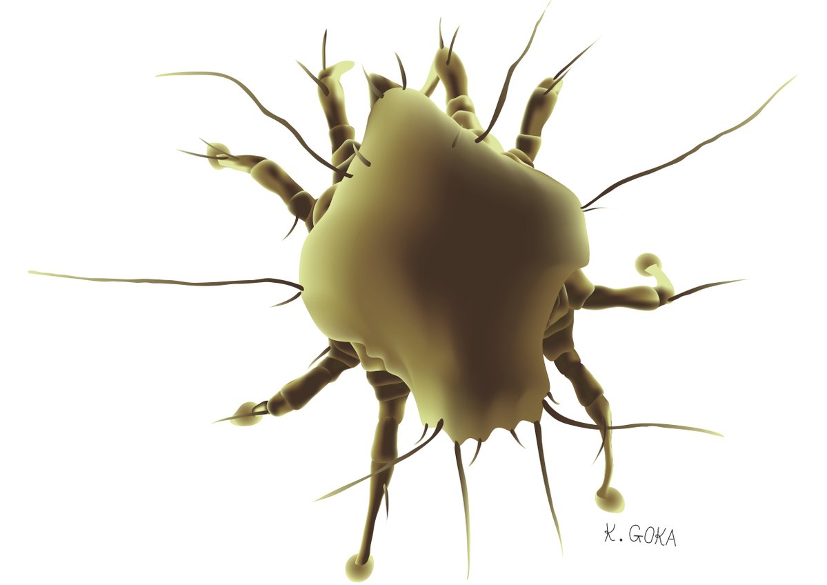 若葉いろ ンヌ 住吉さんと同じく可愛いかは微妙ですが 言っていた掘りたてのじゃがいも感はよくわかるイラストですね でも ダニの話面白かったです