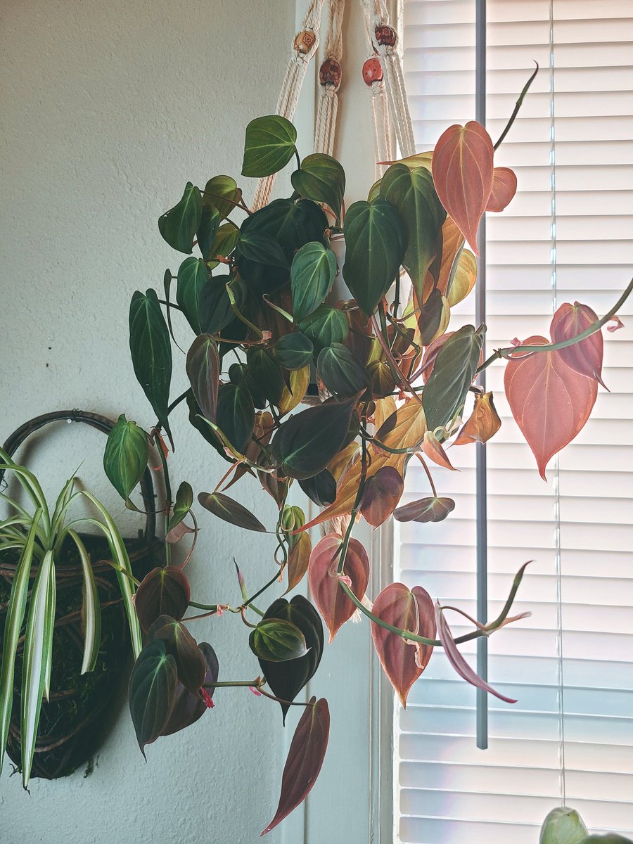 Nargle_Assassin's tweet photo. Plant Selfie with Philodendron Micans while I'm still having a good hair day. My Micans is always one of favorites♡
#plantselfie #planttwitter #micans https://t.co/gverHmXJIK