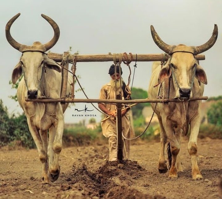 navdeepsingh_77's tweet photo. Indian government hasn’t mentioned about MSP in new farm laws even the farmers have been exploited for decades as they are spending big amount during the whole sowing process every season. No more farmers exploitation.

 #MSP_लागत_से_कम_क्यों https://t.co/bZDxoYmEQa