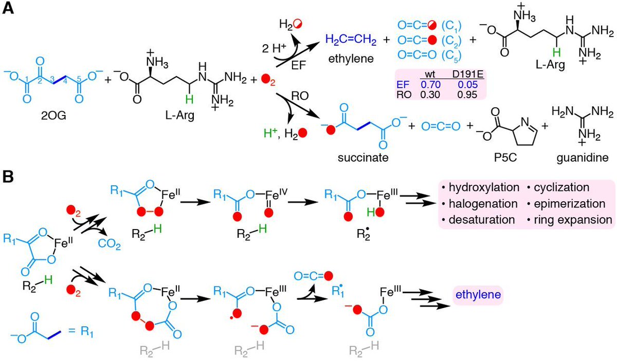 Rachel Milliron (@Milli_Rann) | Twitter