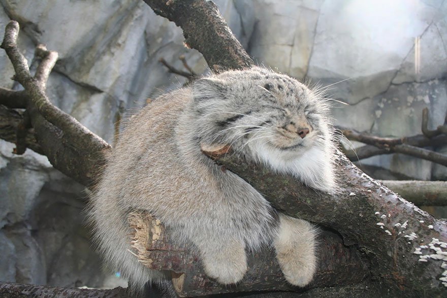 Weird Science on X: Pallas cat: a wild Central Asian feline about