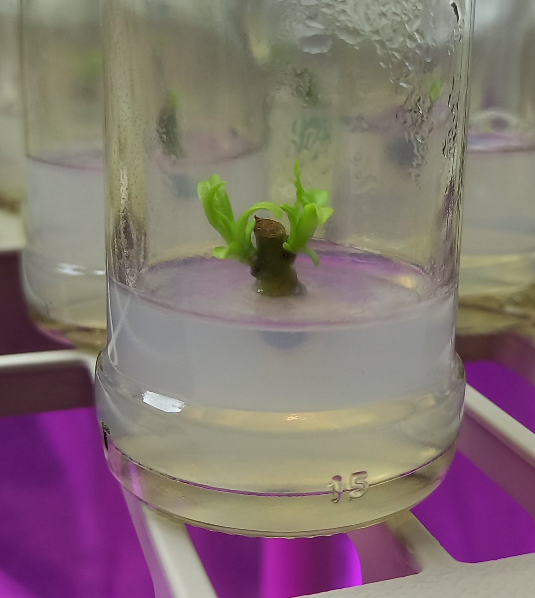 Julitamonse's tweet photo. Propagación in vitro de Canelo #drimyswinteri. Detalles en el IG @invitro_nativa, todo mi trabajo de postdoc y más! Síganme los buenos 😜! https://t.co/VytZn9b4ZB