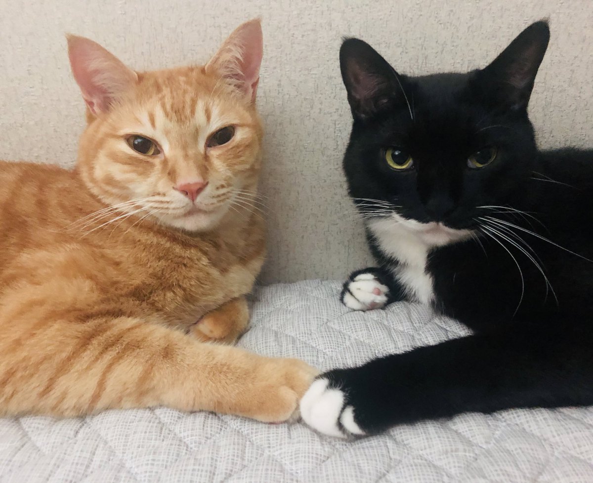 ssugnang's tweet image. 약임정상회담이 성공적으로 끝난 모습이다.