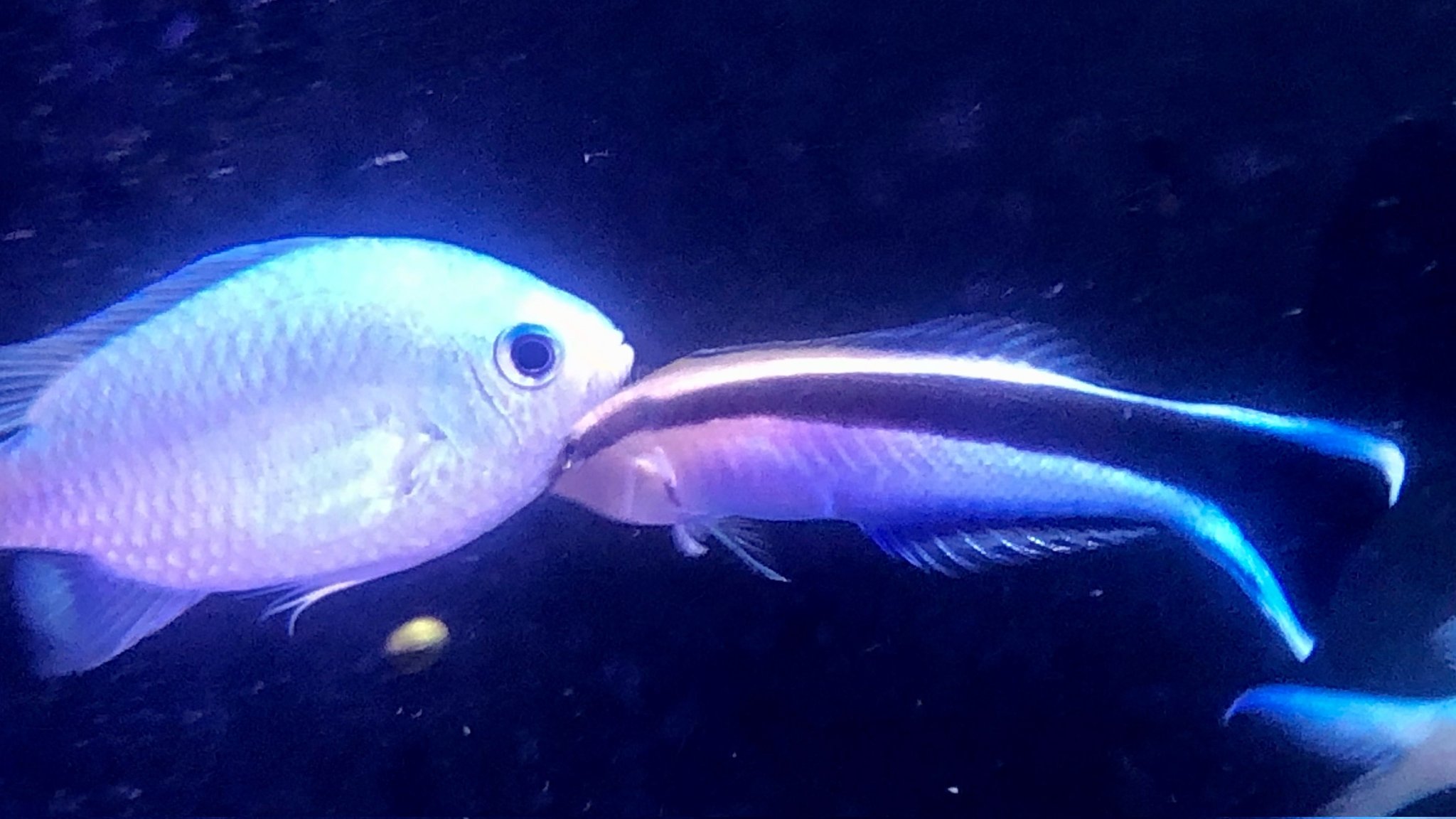 北里アクアリウムラボ お掃除しまーーす 北里アクアリウムラボ ホンソメワケベラ デバスズメダイ めり込み気味 T Co Vkdsxpud2a Twitter