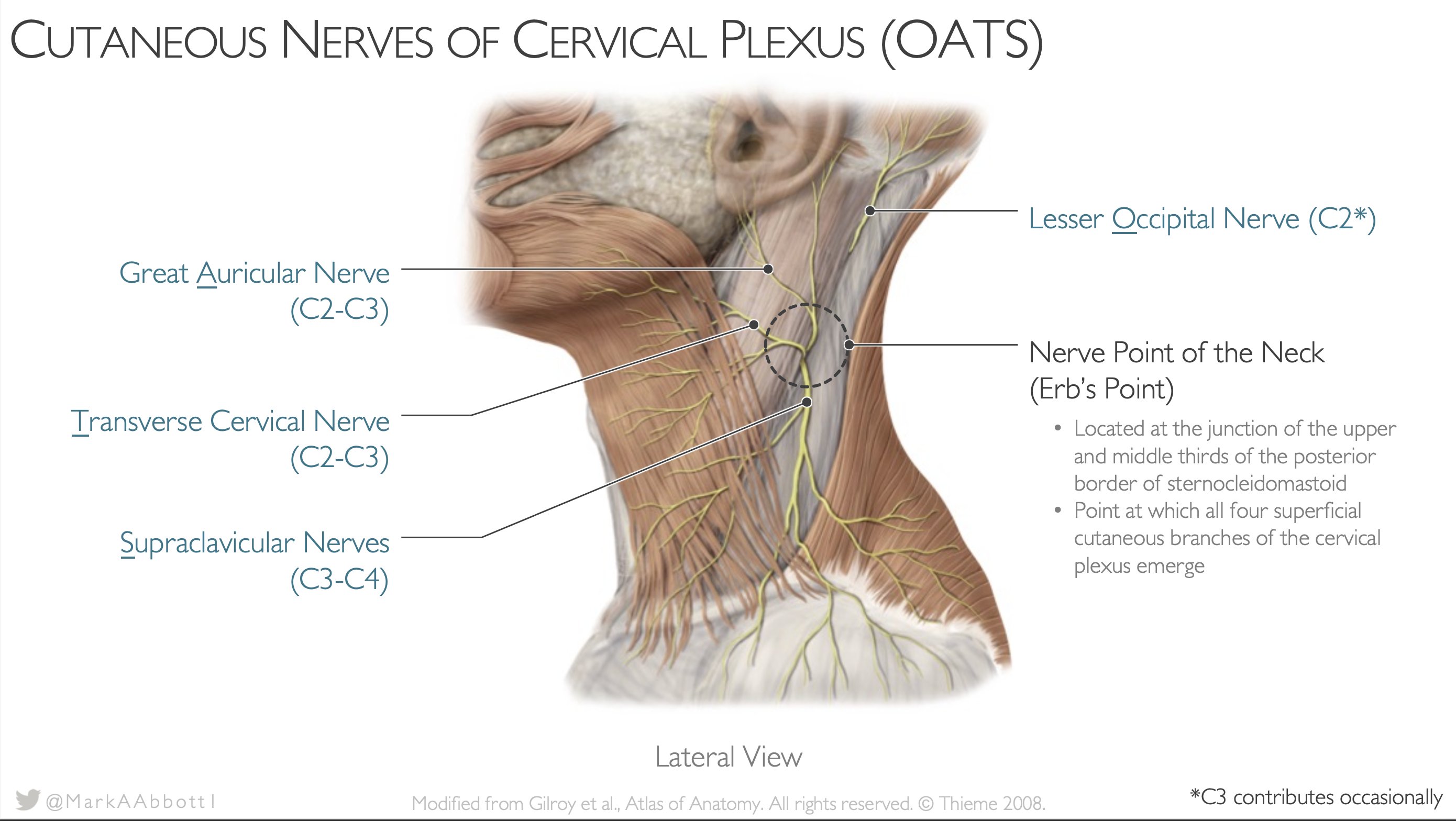 cervical plexus