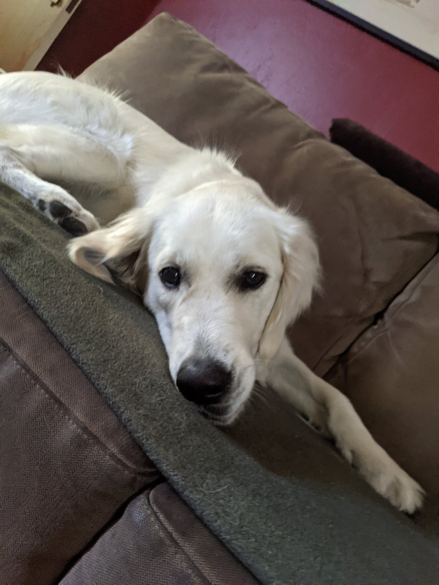 elusivejunicorn's tweet photo. The couch floor. My little floofiper.😋 https://t.co/6uESy5vQyY