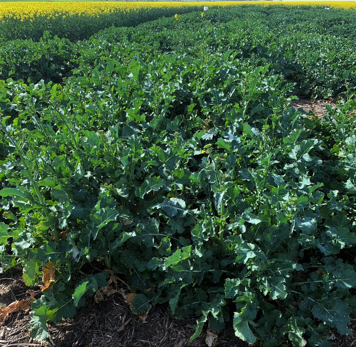 Justin Kudnig (@captaincanola) on Twitter photo WOWSERS !! - 2021 <a href="/GorstRural/">Gorst Rural</a> Winter Canola Trial attempting to target hitting 6t/ha yields. Photos include #Hyola 970CL, #Hyola Feast CL, #Hyola EXP103 quicker than Feast CL. Exciting times for canola growers & graziers <a href="/Ashtaty26/">Ash Maconachie</a> <a href="/PacificSeeds/">Pacific Seeds</a> <a href="/DavidTabah/">David Tabah ("DT")</a> <a href="/AgMannes/">Anton Mannes</a> <a href="/camconboy/">Cam C</a> WOWSERS !! - 2021 <a href="/GorstRural/">Gorst Rural</a> Winter Canola Trial attempting to target hitting 6t/ha yields. Photos include #Hyola 970CL, #Hyola Feast CL, #Hyola EXP103 quicker than Feast CL. Exciting times for canola growers & graziers <a href="/Ashtaty26/">Ash Maconachie</a> <a href="/PacificSeeds/">Pacific Seeds</a> <a href="/DavidTabah/">David Tabah ("DT")</a> <a href="/AgMannes/">Anton Mannes</a> <a href="/camconboy/">Cam C</a>