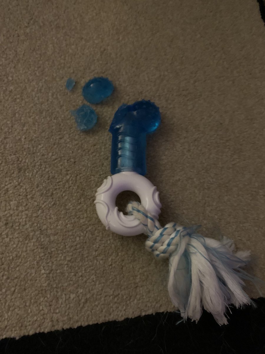 bobbistylz's tweet image. #bowzerbox for extreme chewers! Fifteen minutes with this shameless dog. 

(The box is great, and she’s so excitedly destroy another toy 😂)