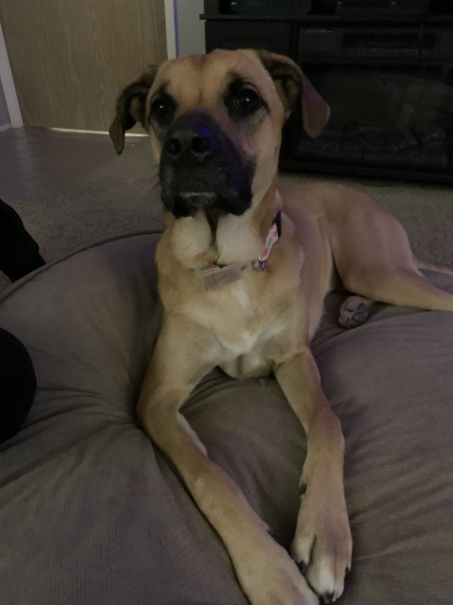 bobbistylz's tweet image. #bowzerbox for extreme chewers! Fifteen minutes with this shameless dog. 

(The box is great, and she’s so excitedly destroy another toy 😂)