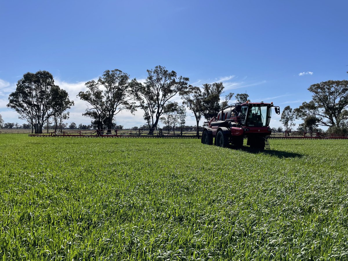 ash_knight89's tweet photo. #Revystar Fungicide @BASF_Agro_Au coming in 2022. For use in wheat, barley, canola, oats/oaten hay! 😳🤩 in particular effective against Septoria Tritici in wheat & Red leather leaf in oats! It’s going to be a ripper! 🙌🏼 recent demo applied at Mayo Park, Lubeck @Charlie36500867 https://t.co/4lHVLw0YuA