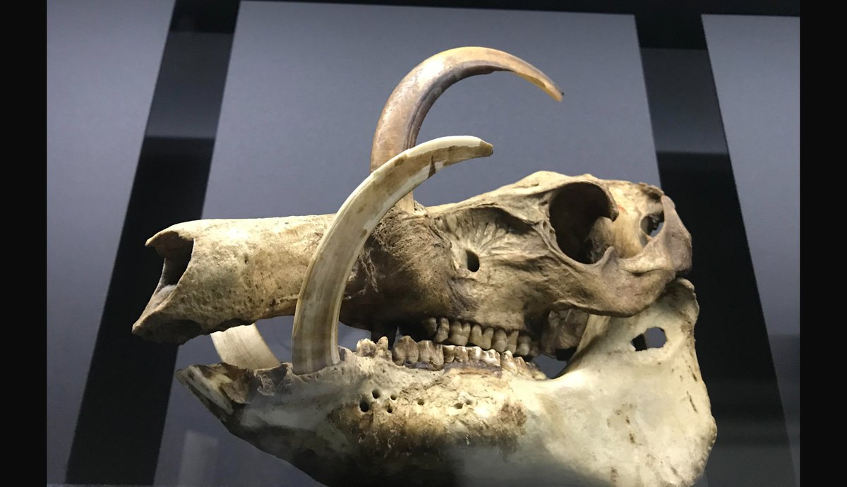 高井ジロル On Twitter 自分の死を見つめる動物