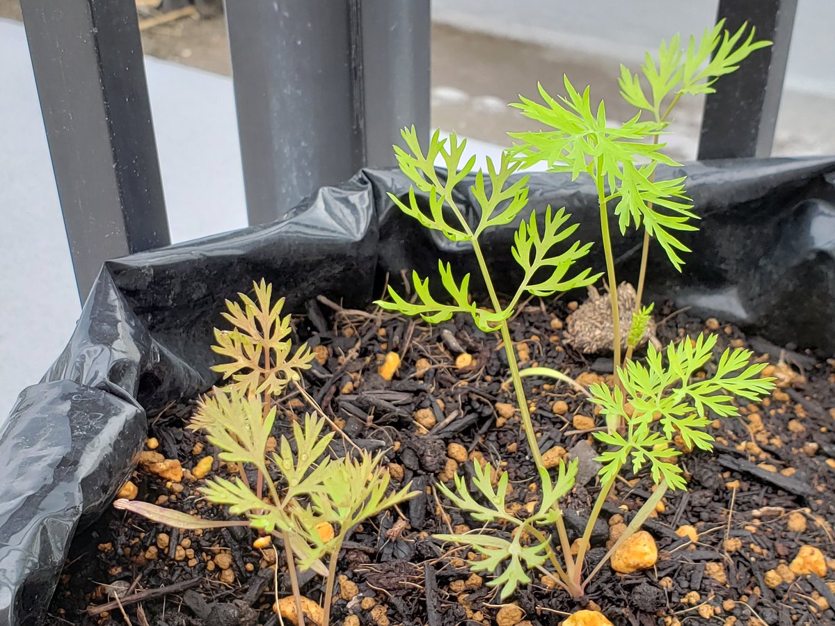 ট ইট র うさ 袋栽培のニンジンの葉や茎がどんどん赤くなってくる 1本から始まって広がってるのだけれど これって病気 ここのニンジンも撤去かな 家庭菜園 プランター菜園 家庭菜園初心者 ニンジン