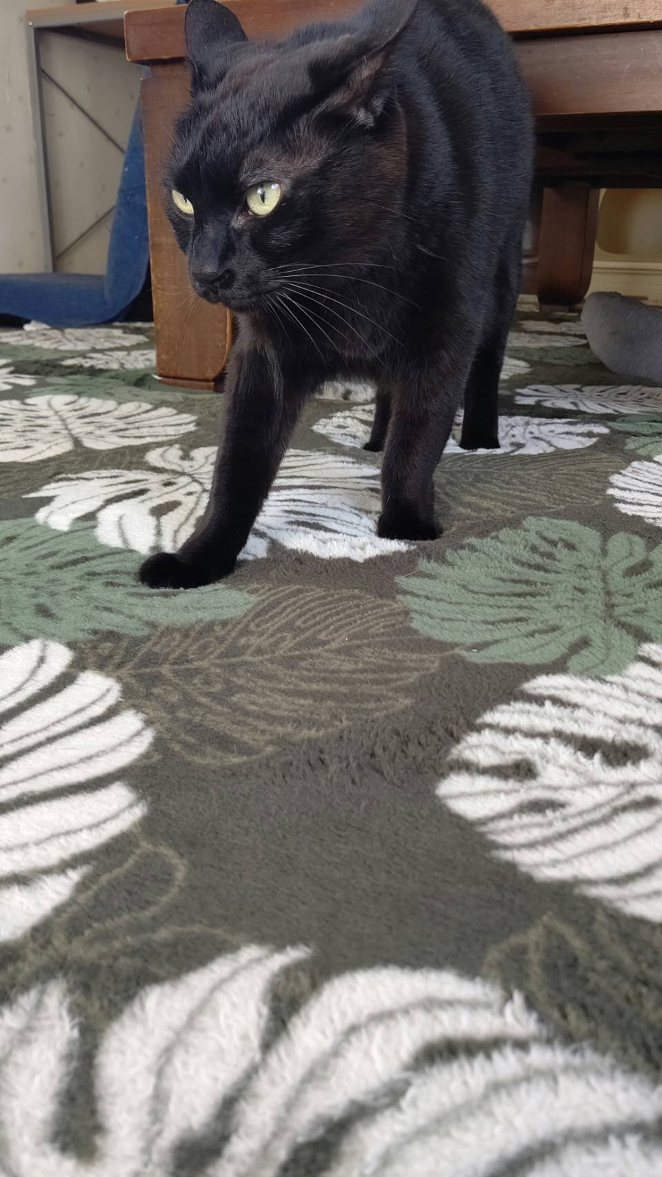 ねことおっちゃん Nekotootchan Twitter