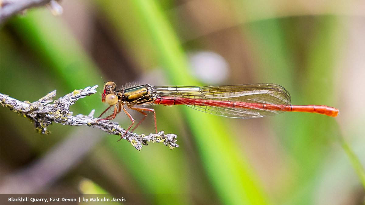 #50 in MPA’s #QuarryNature50 countdown is the rare and beautiful #SmallRedDamselfly, found around shallow waters of heathland bog in south England and west Wales. Quarries restored to wet heathland have proven to be their perfect habitat! @BDSdragonflies @WildlifeTrusts @NatureAM