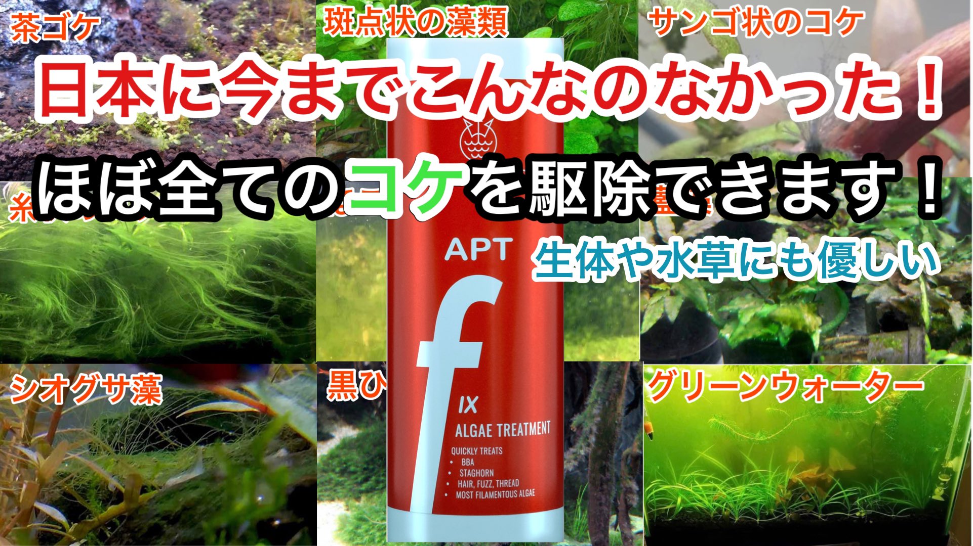 独学アクア 海外流コケない水草水槽 Dokugakuaqua Twitter