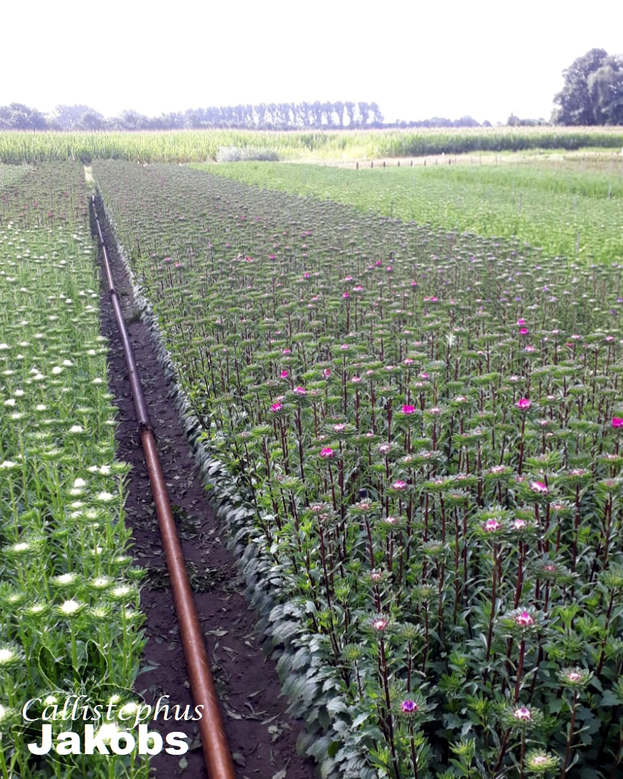 summerflowersNL's tweet image. De Callistephus behoord tot de aster familie ( Asteraceae). Zomeraster wordt de Callistephus vaak genoemd. Hoewel het wel familie van de Aster is, is het een ander geslacht. 

#Zomeraster #Summerflowers #Callistephus #SeizoensBloemen