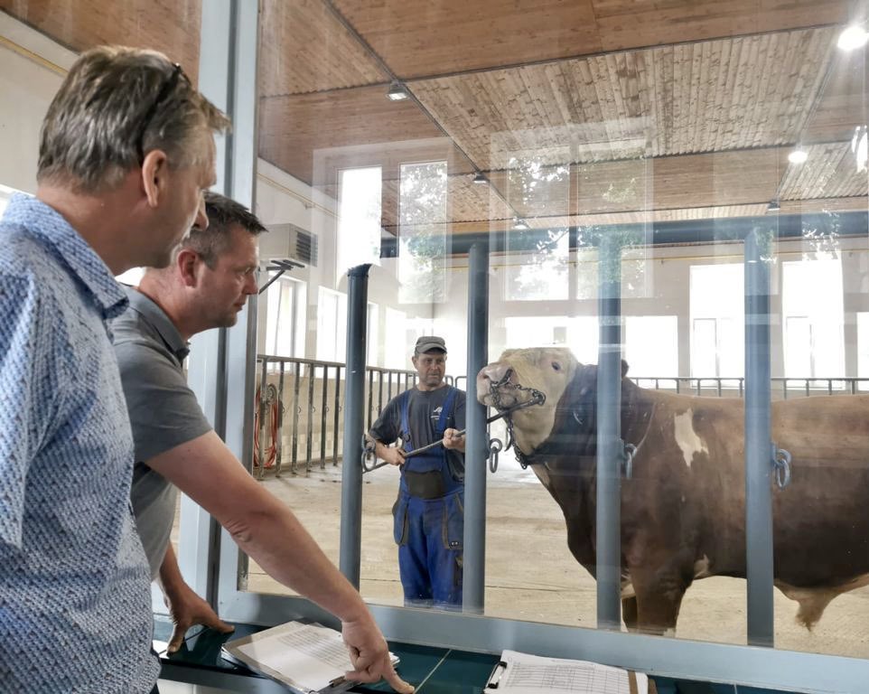 Jan Schilder and Marcel Verboom analyze Herald, a Fleckvieh bull at Slovenské Biologické Služby in Banská Bystrica, Slovakia. 

#aAaWeeks #SireTheNeed #BetterFormBetterFunction