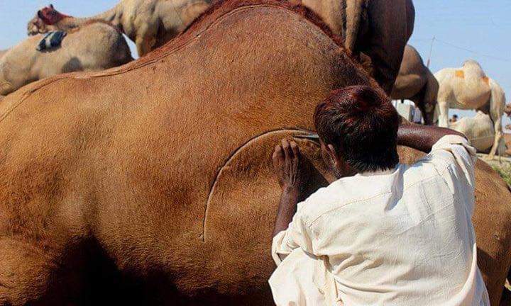 Waseeb_Zada's tweet photo. #Cholistani People Can Make Beautiful Designs On Camels. ❤
#Saraiki_Waseeb
#ٹیم_سرائیکستان https://t.co/tDydi6q5vT