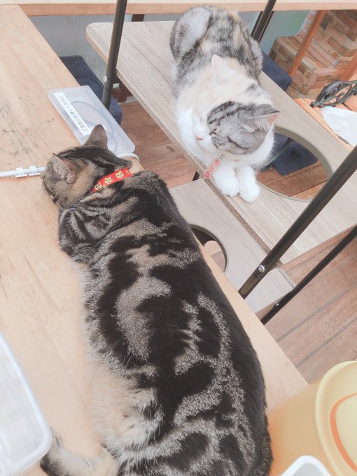 猫カフェ 高画質 のtwitterイラスト検索結果 古い順 猫カフェ 高画質 のtwitterイラスト検索結果 古い順